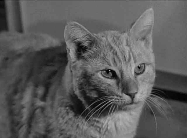 My Favorite Martian - Poor Little Rich Cat Max