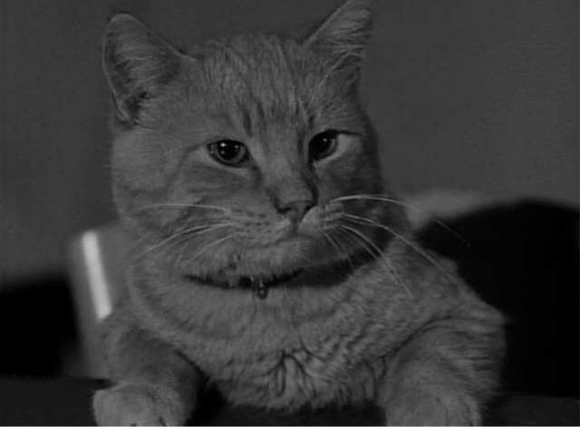My Favorite Martian - Poor Little Rich Cat Max Orangey