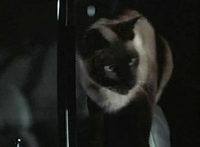 My Mother the Car - And Leave the Drive-In to Us - Siamese cat in car
