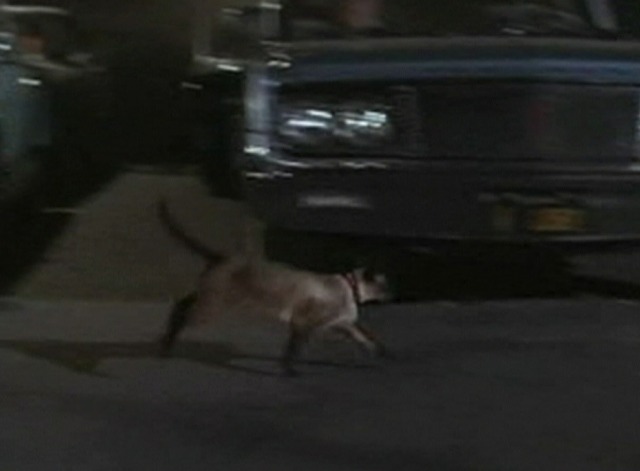 My Mother the Car - And Leave the Drive-In to Us - Siamese cat running through drive-in