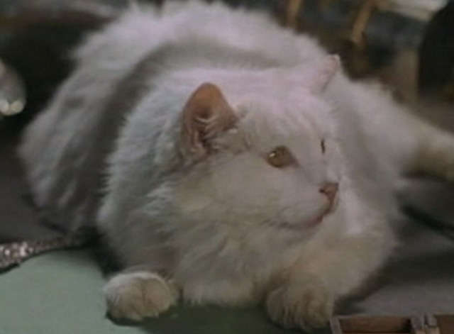 My Mother the Car - Goldporter - white long-haired cat on desk