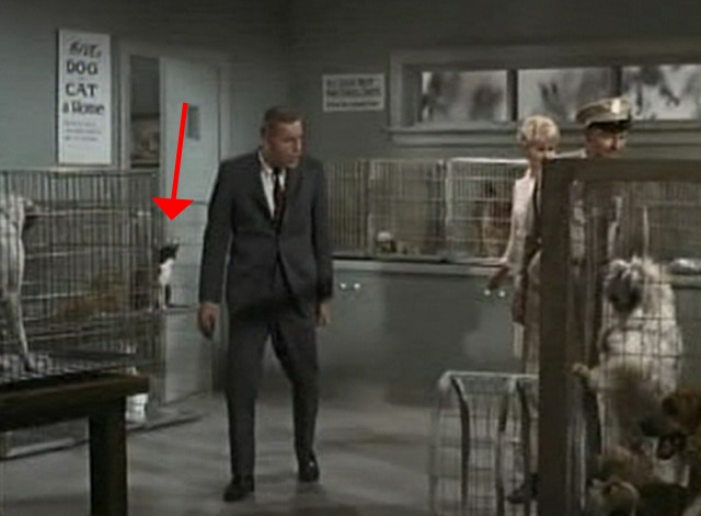 My Mother the Car - Shine On, Shine On Honeymoon - cat in background at pound