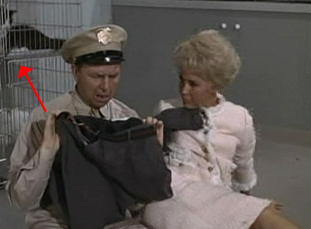 My Mother the Car - Shine On, Shine On Honeymoon - cat in background at pound closer