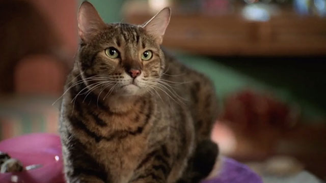 My Name is Earl - Larceny of a Kitty Cat - heavy Bengal tabby cat Sebastian