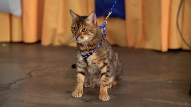 My Name is Earl - Larceny of a Kitty Cat - skinny Bengal tabby cat Sebastian
