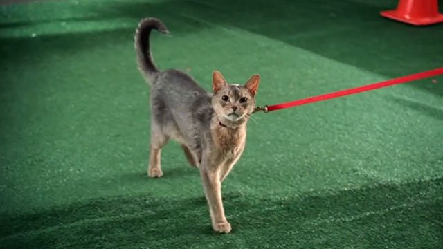 My Name is Earl - Larceny of a Kitty Cat - tan tabby cat on lead in cat show