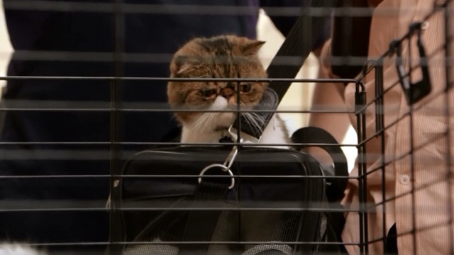 New Girl - The Captain - Ferguson Scottish fold cat looking at cat in cage