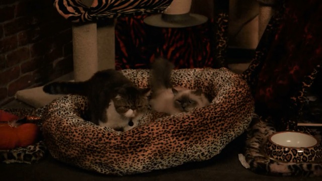 New Girl - The Captain - Ferguson Scottish fold cat in leopard print cat bed with Himalayan cat Fatty