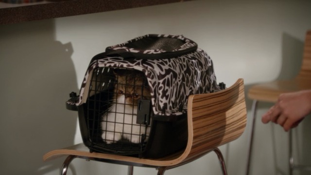 New Girl - Nerd - Ferguson Scottish fold cat in carrier