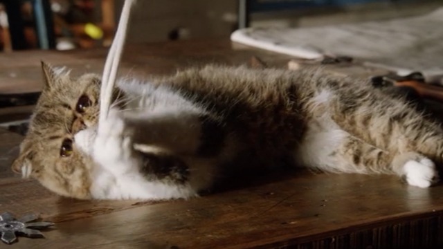 New Girl - Nerd - Ferguson Scottish fold cat playing with noose close