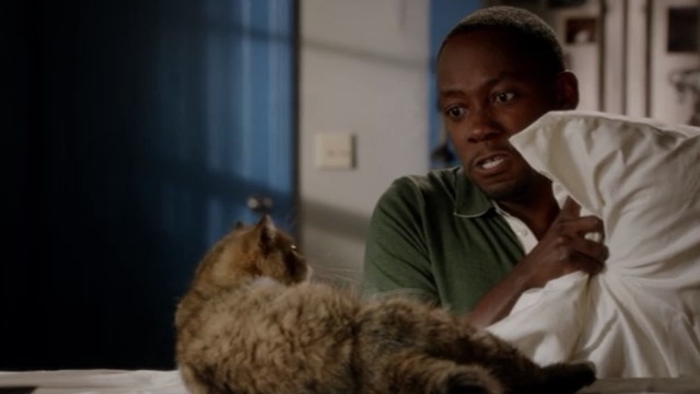 New Girl - Nerd - Winston about to smother Ferguson Scottish fold cat with pillow