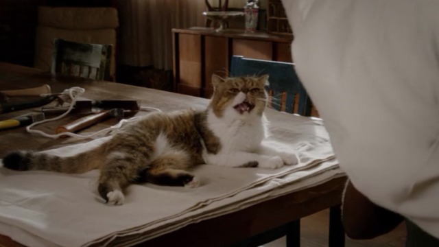 New Girl - Nerd - Ferguson Scottish fold cat meows