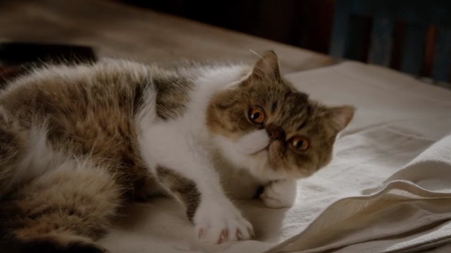 New Girl - Nerd - Ferguson Scottish fold cat looking up