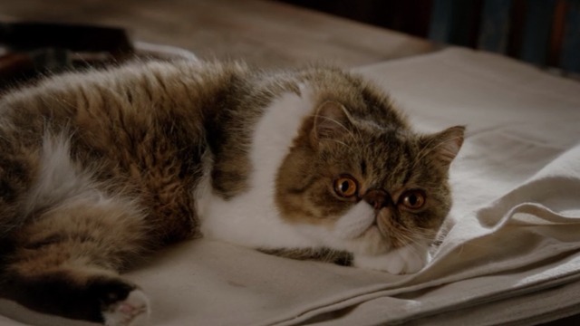 New Girl - Nerd - Ferguson Scottish fold cat looking cute