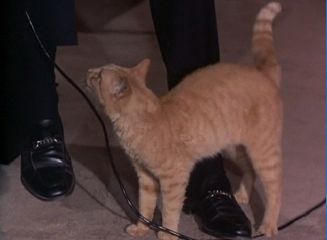 Night Gallery - She'll Be Company For You - orange tabby cat Jennet rubbing on legs