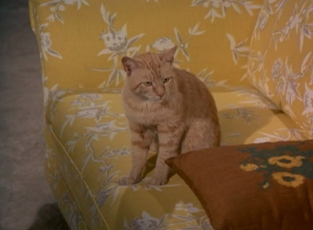 Night Gallery - She'll Be Company For You - orange tabby cat Jennet on sofa