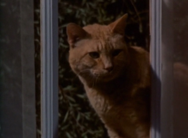 Night Gallery - She'll Be Company For You - orange tabby cat Jennet looking in window