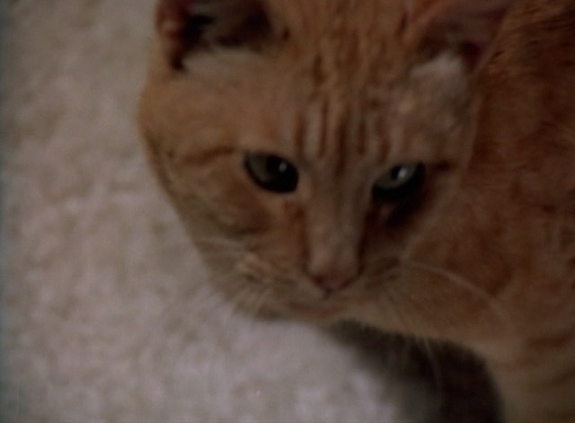 Night Gallery - She'll Be Company For You - orange tabby cat Jennet close up