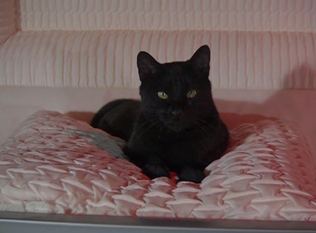 Night Gallery - Die Now, Pay Later - black cat sitting in open coffin