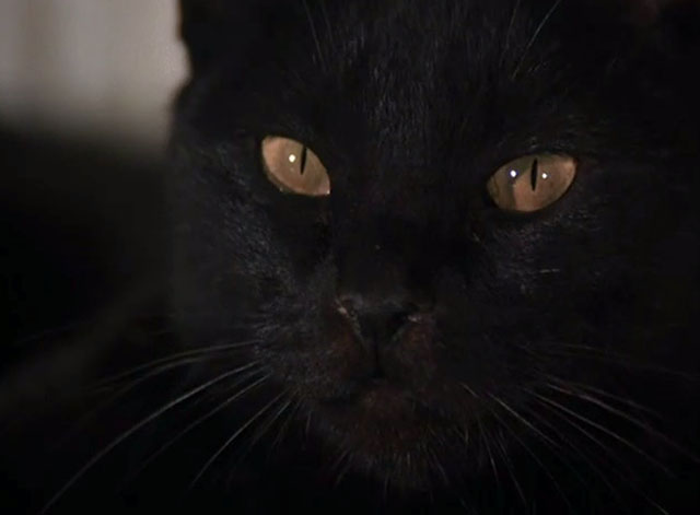 Night Gallery - Die Now, Pay Later - black cat extreme close up
