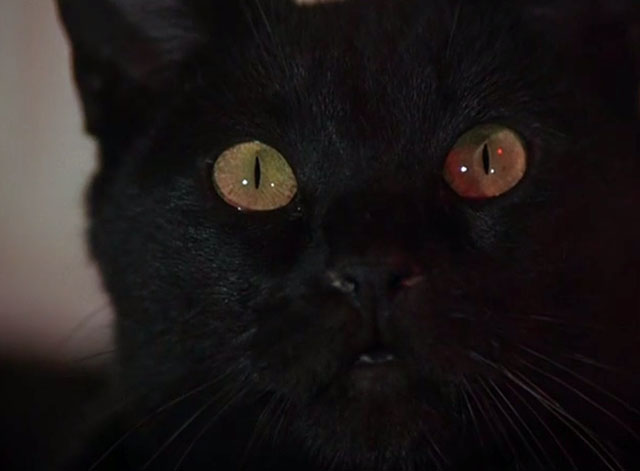 Night Gallery - Die Now, Pay Later - black cat close up