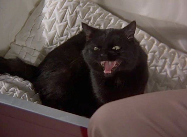 Night Gallery - Die Now, Pay Later - black cat with white blaze sitting in open coffin meowing