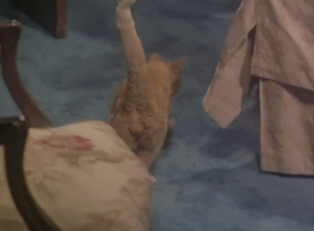 Night Gallery - Spectre in Tap-Shoes - male ginger tabby cat running across bedroom