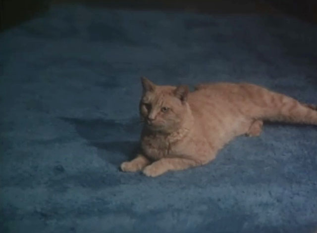 Night Gallery - Spectre in Tap-Shoes - male ginger tabby cat lying on carpeted floor