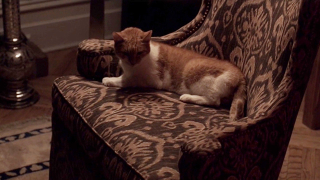 The Night Of - orange and white tabby cat on chair