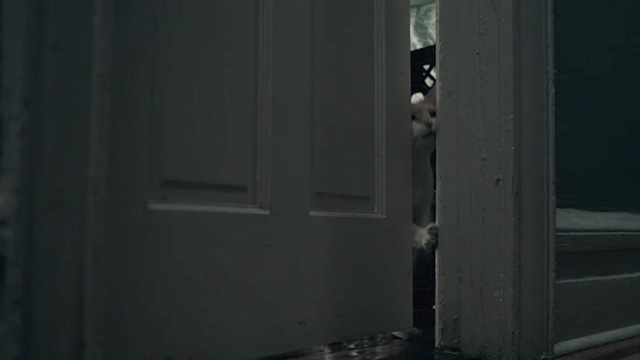 The Night Of - orange and white tabby cat prying open bedroom door