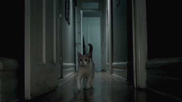 The Night Of - orange and white tabby cat running down apartment hallway