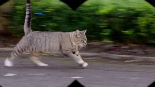 Not Going Out - Front Window - brown tabby cat Mr. Snuffles running up road
