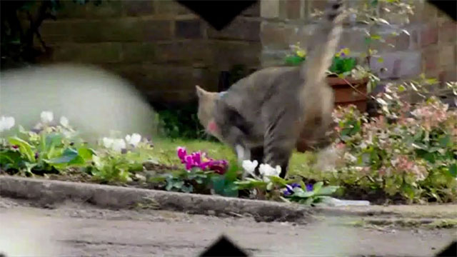 Not Going Out - Front Window - brown tabby cat Mr. Snuffles running out of garden