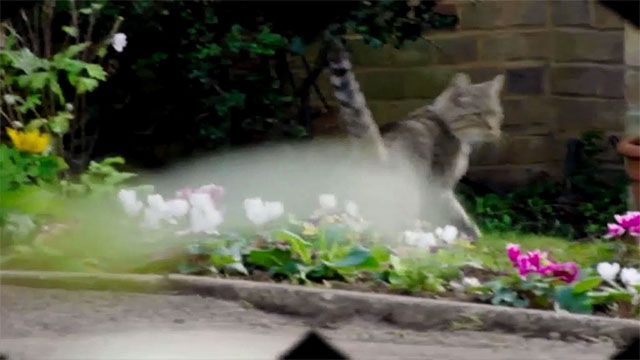 Not Going Out - Front Window - brown tabby cat Mr. Snuffles running out of garden