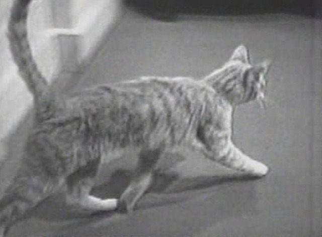 One Step Beyond - Call From Tomorrow cat running to daughter's room