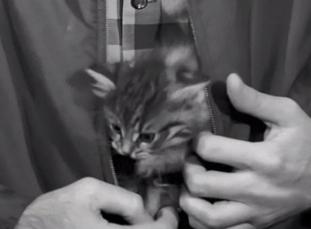 Our Miss Brooks - Cure That Habit - long-haired tabby kitten in jacket close
