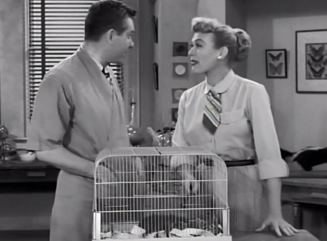 Our Miss Brooks - Cure That Habit - Mr. Boynton Robert Rockwell and Miss Brooks Eve Arden with long-haired tabby kittens in cage