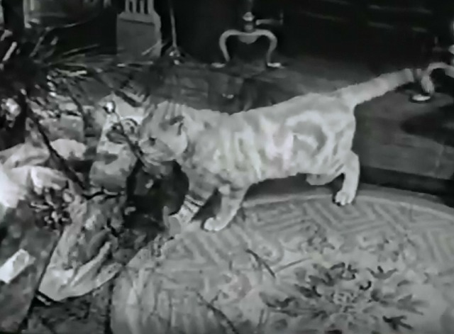 Our Miss Brooks, The Magic Tree - cat Minerva eating pine needles