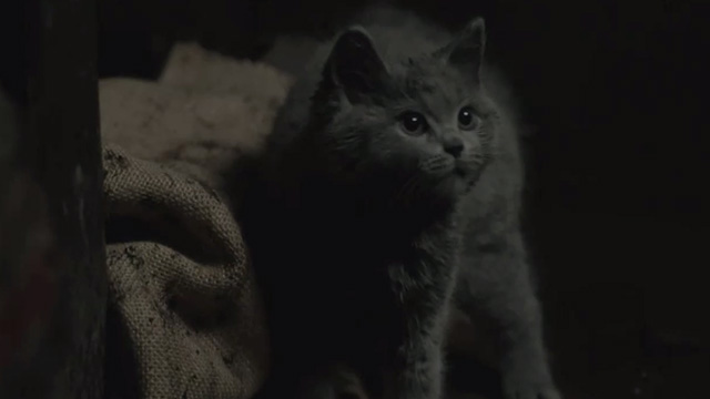Outlander - Perpetual Adoration - English shorthair kitten Adso Bear