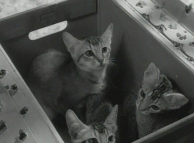 The Patty Duke Show - Three Little Kittens cats