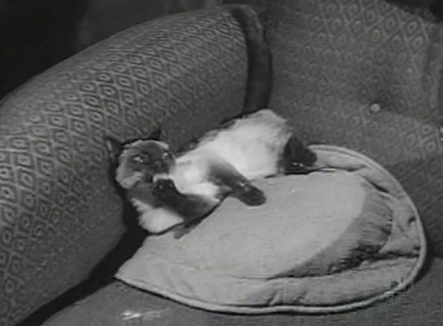 Perry Mason - The Case of the Careless Kitten Siamese cat licking paws
