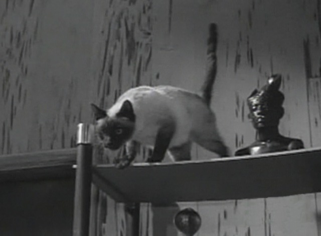 Perry Mason - The Case of the Careless Kitten Siamese cat about to jump from shelf