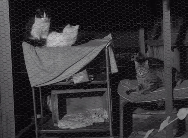Perry Mason - The Case of the Grumbling Grandfather - cats in outdoor kennel at night