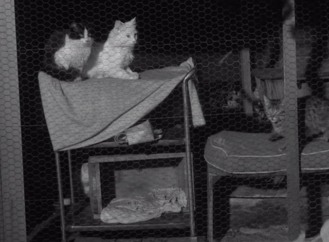 Perry Mason - The Case of the Grumbling Grandfather - cats in outdoor kennel at night