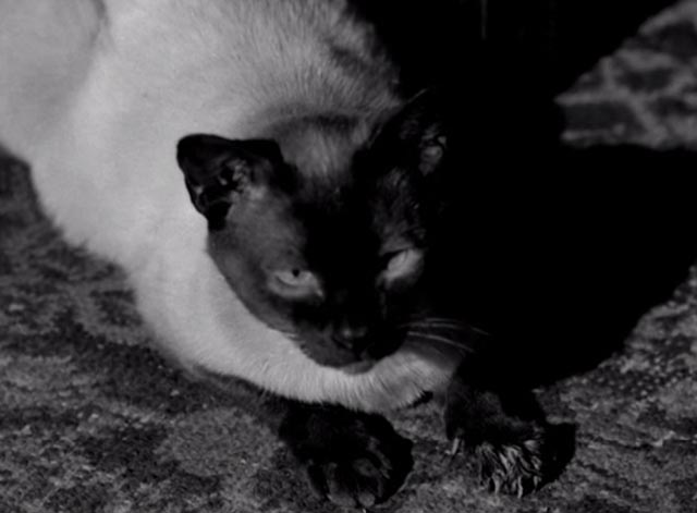Perry Mason - The Case of the Silent Partner - close up of Siamese cat