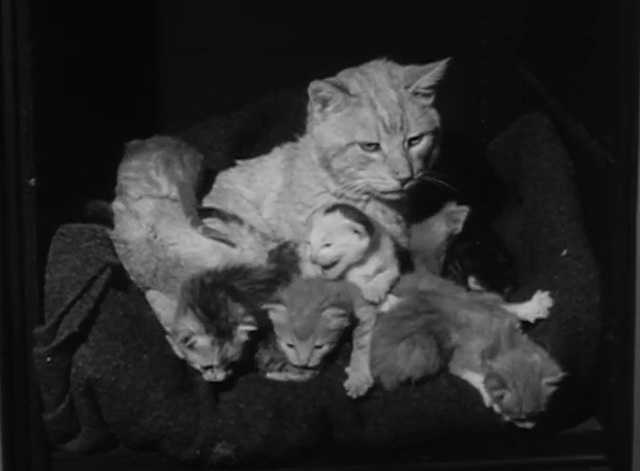 Petticoat Junction - The Little Train Robbery - tabby cat Miranda Orangey in safe with kittens