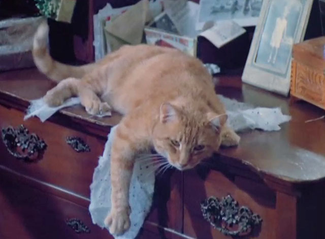 Police Woman - Merry Christmas Waldo - ginger tabby cat Harry lying on dresser