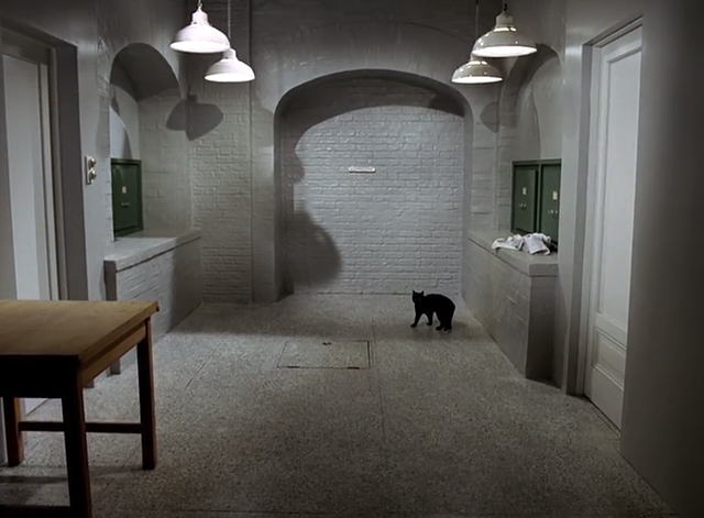 The Prisoner - Dance of the Dead black cat alone in room