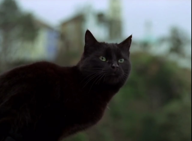 The Prisoner - Many Happy Returns black cat watching outside Village