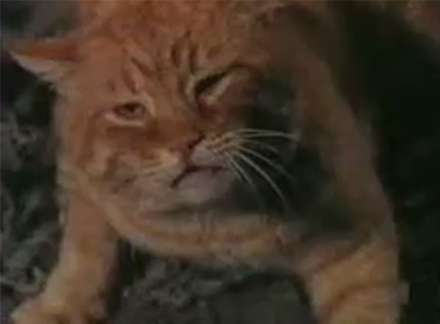 Project U.F.O. - Sighting 4001 The Washington D.C. Incident - close up of orange tabby cat